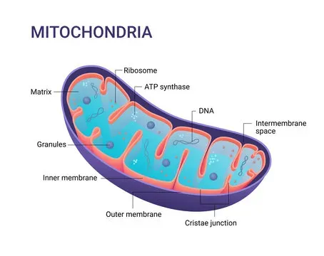 Class 9 Biology Chapter 1 Notes in Hindi